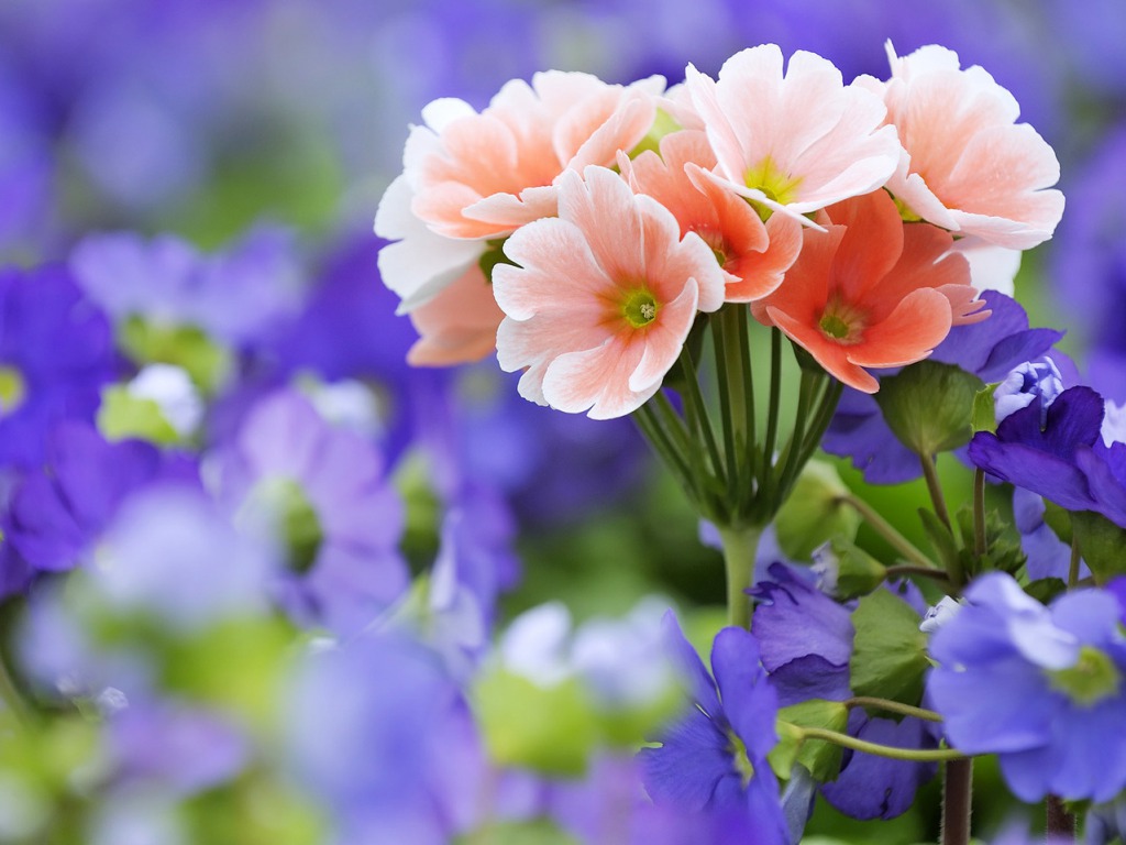 Spring Flowers Wallpaper HD Pictures One