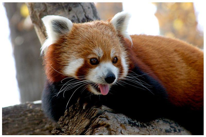 Animals Red Panda Image Background HD Wallpaper For Desktop
