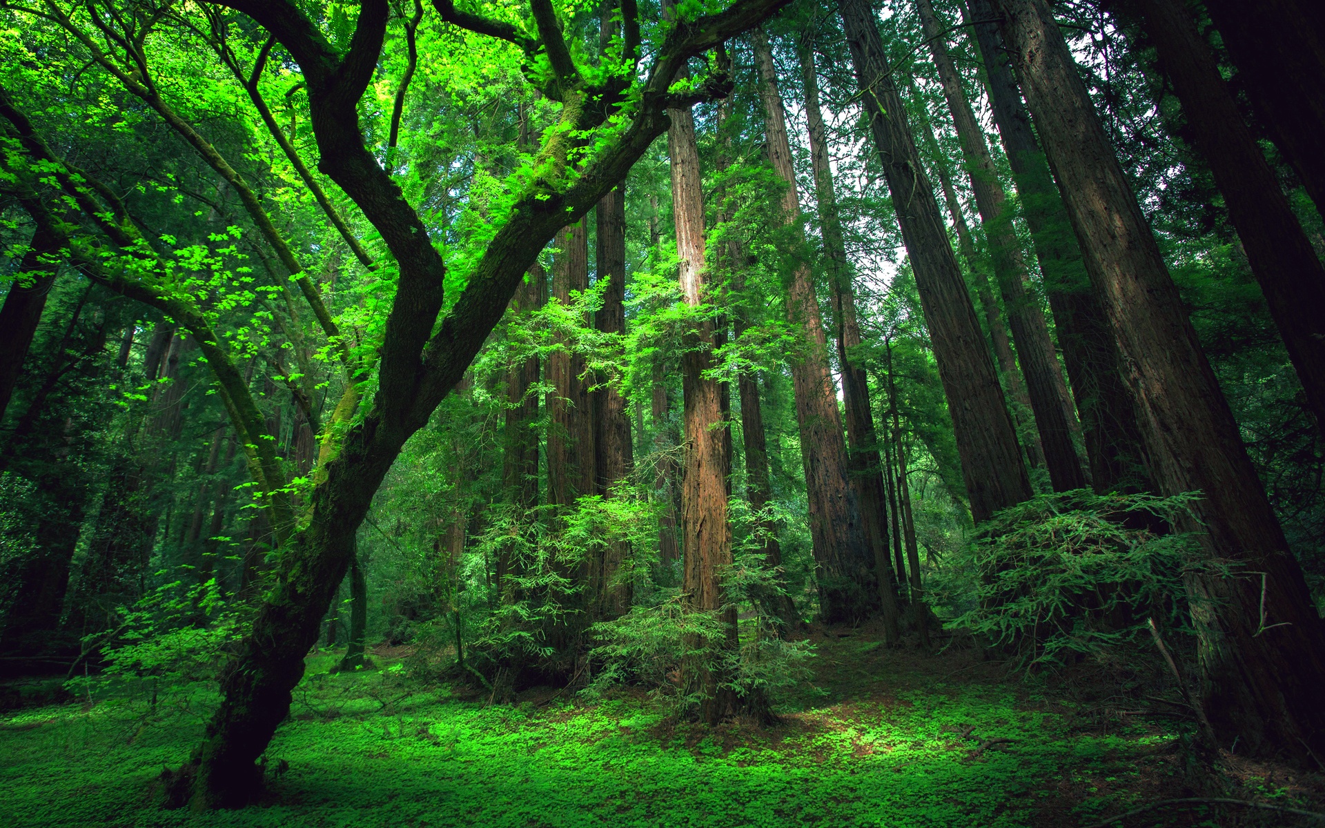 Pics Photos   Forest Hd Wallpapers Hd Wallpapers Desktop S