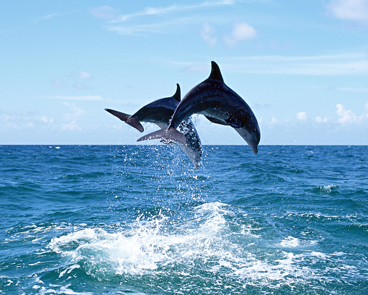 Dolphin Desktop Wallpaper Dolphins