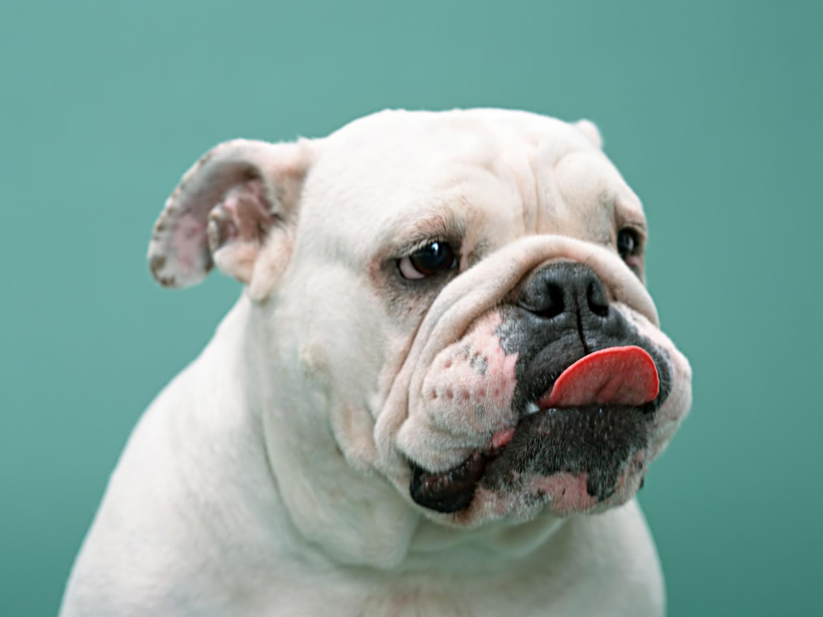 All Wallpaper White Boxer Dog Pictures