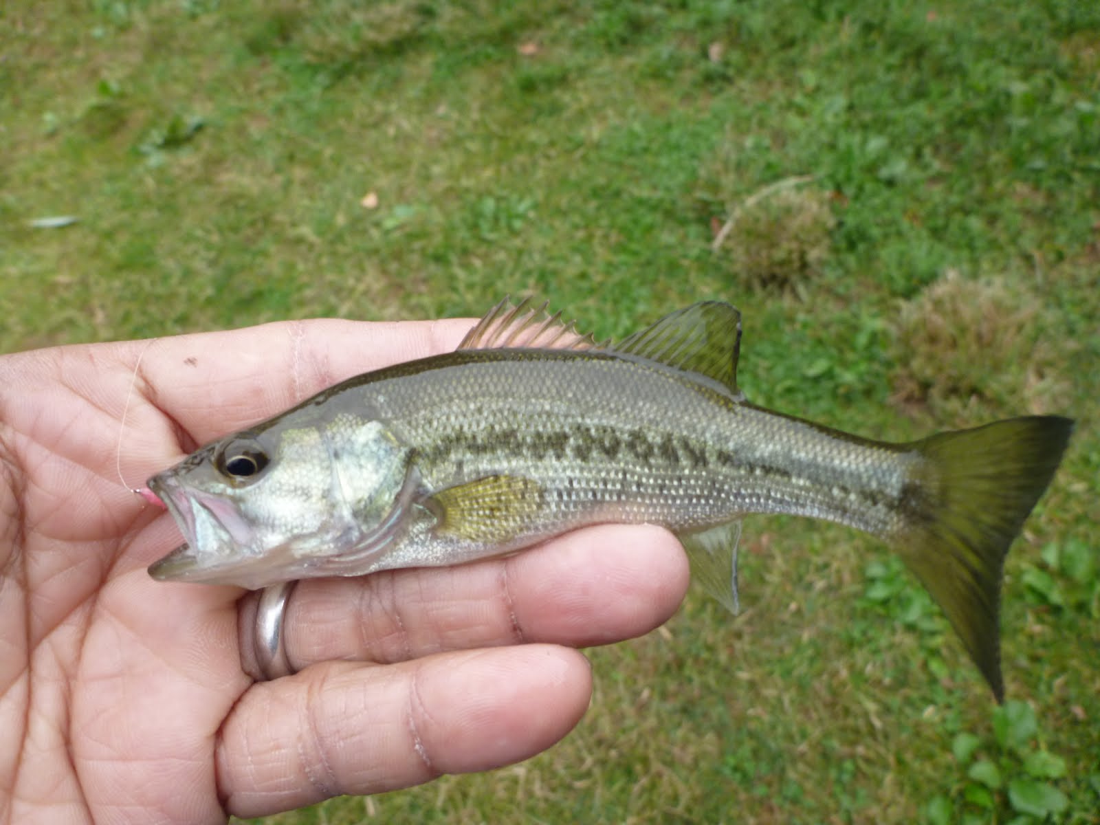 large mouth bass fish