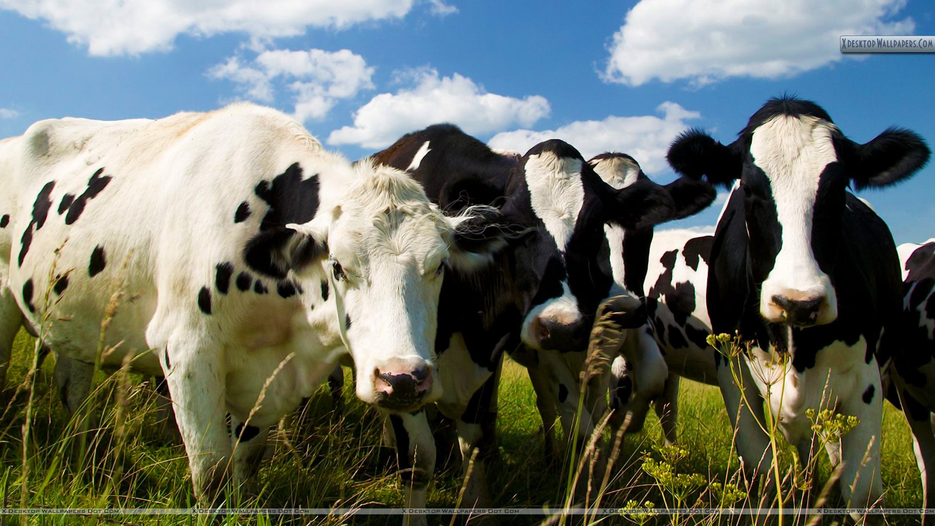 Image Gallery Holstein Cow Wallpaper For