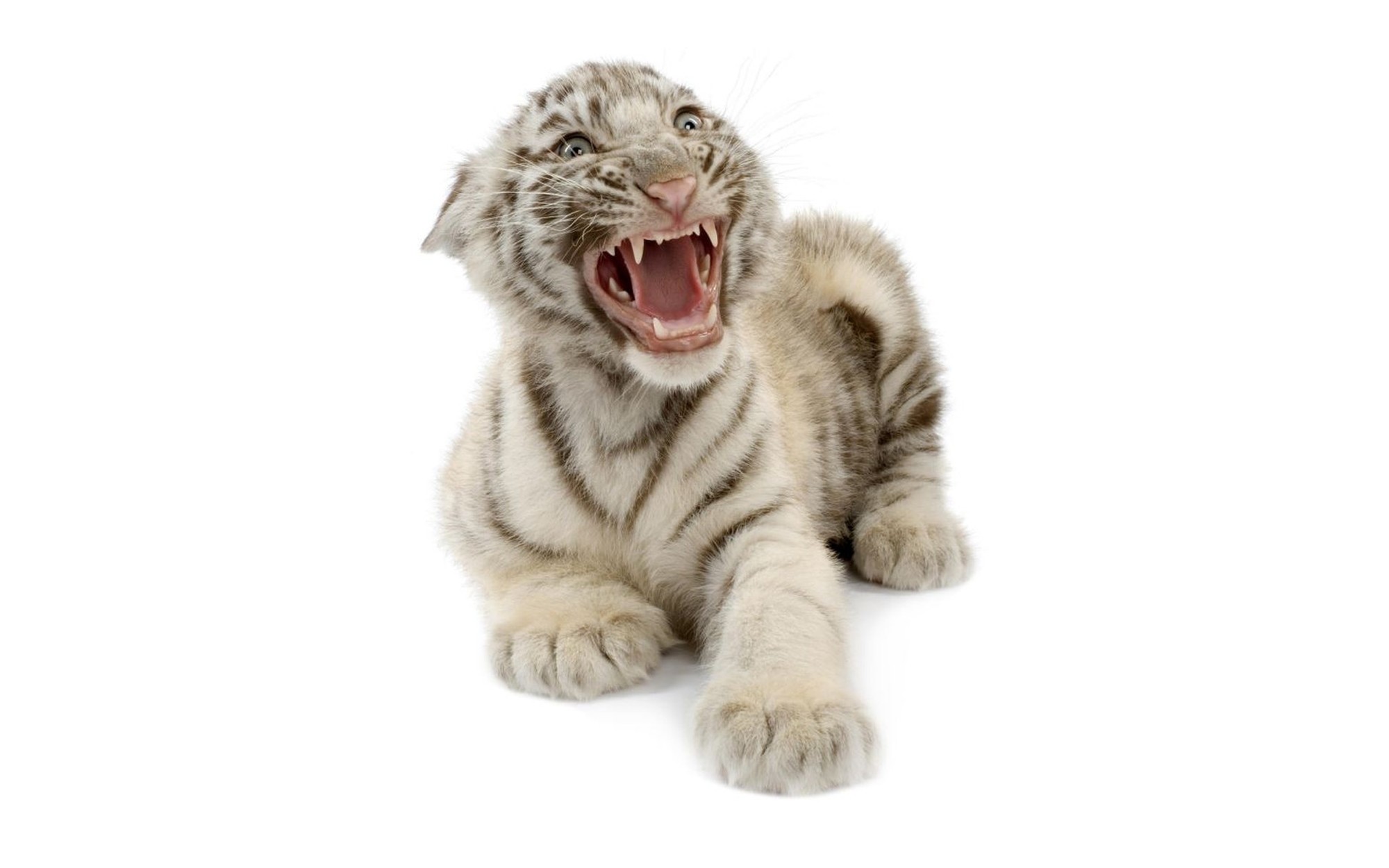 White Tiger Full HD Wallpaper And Background