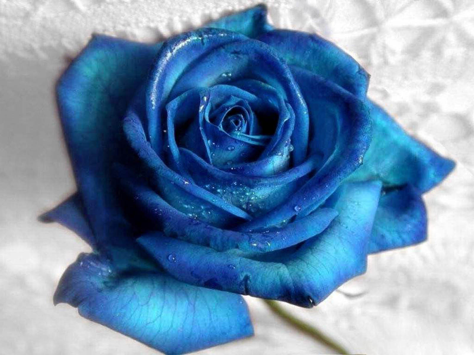 Tag Blue Rose Wallpaper Background Photos Pictures And Image