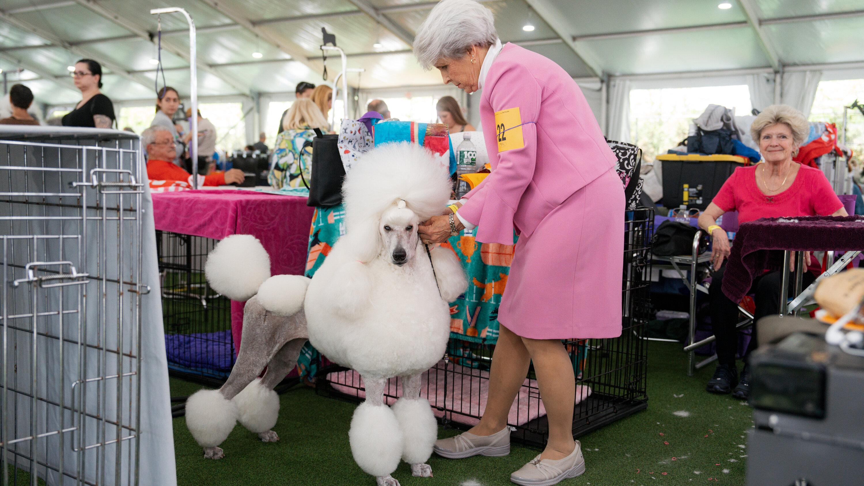 🔥 Download Westminster Dog Show Photos From Behind The Scenes New by