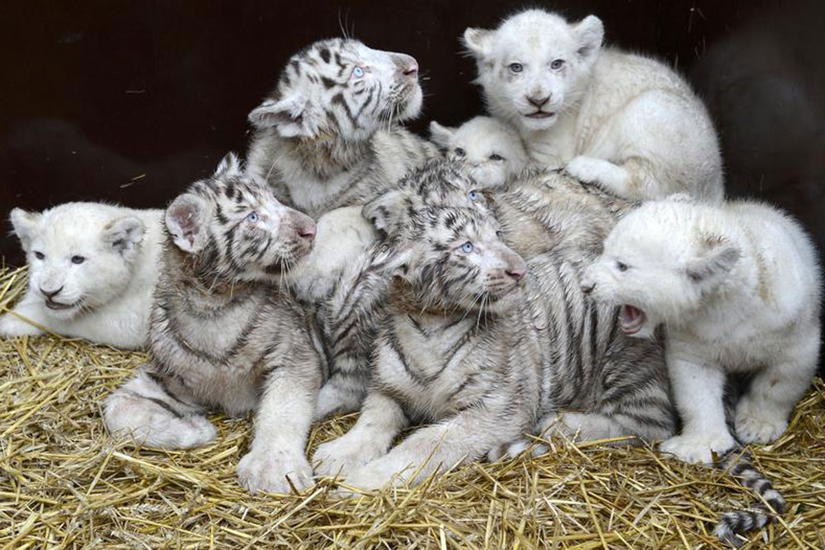 Pictures Of White Tiger Cubs   Wallpaper HD Wide
