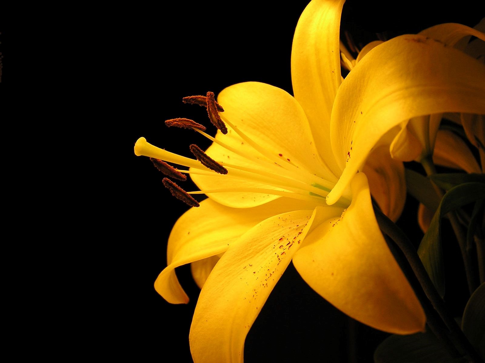 Beatiful Nice Lily Yellow Flowers Wallpaper HD