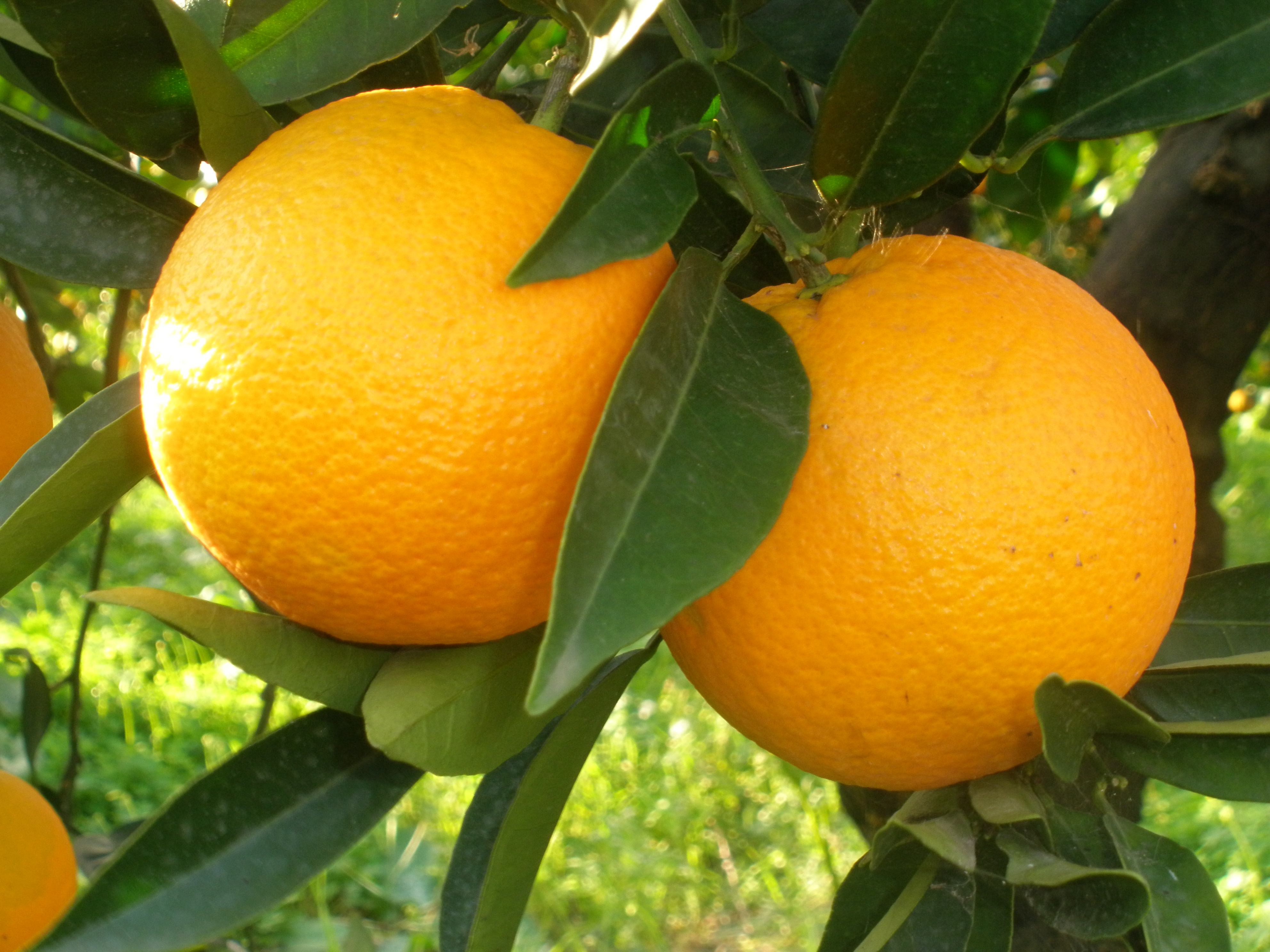 Orange Fruit HD Wallpaper Fruits
