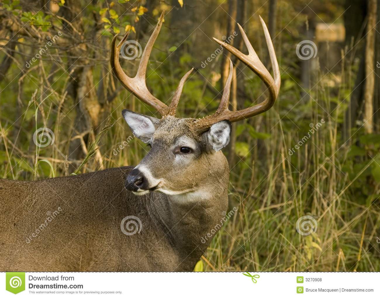 Buck Pictures Whitetail Deer Dopepicz