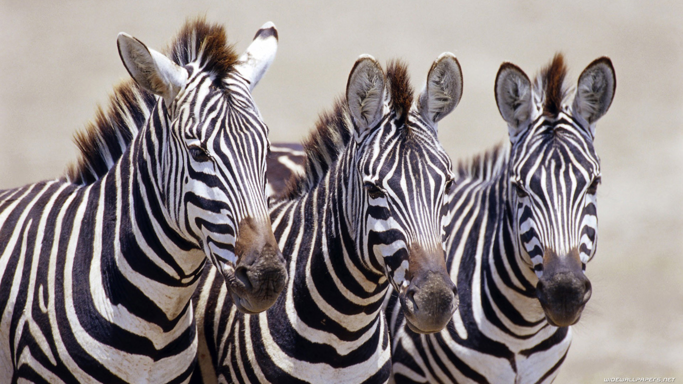 Wallpaper Zebra Background For Puters HD Background