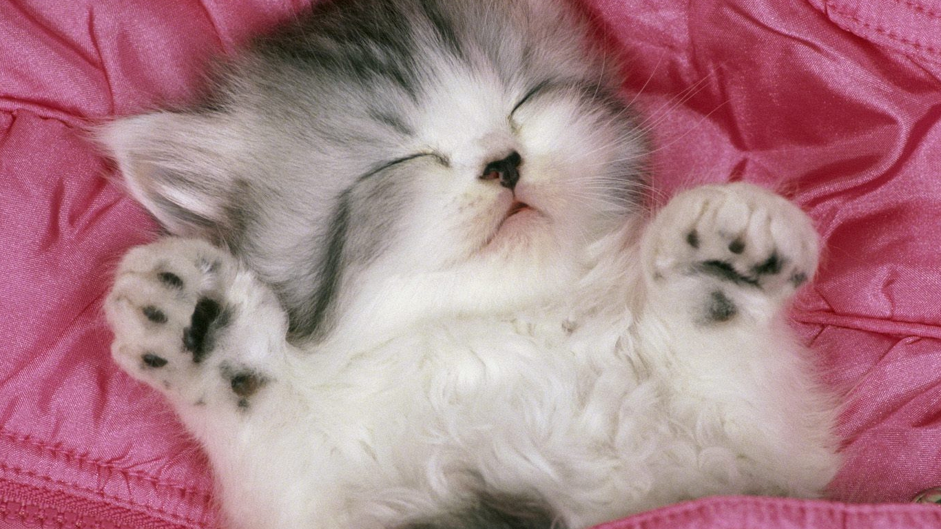 Cute Cat Wallpaper Kitten Background HD For Desktop