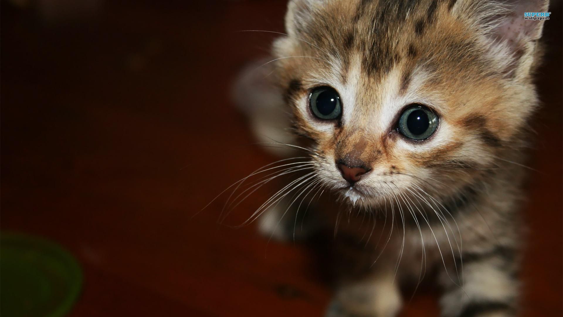 Happy Kittens HD Wallpapers I Have A PC