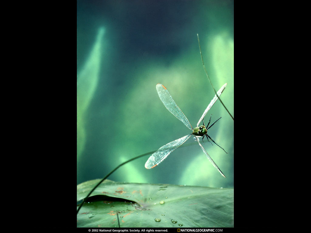 Dragonfly Lily Pad Desktop Wallpaper