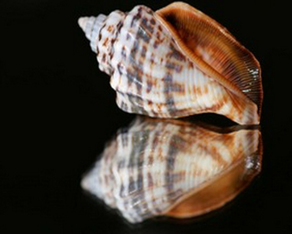 Seashells Reflections Shells Wallpaper Desktop