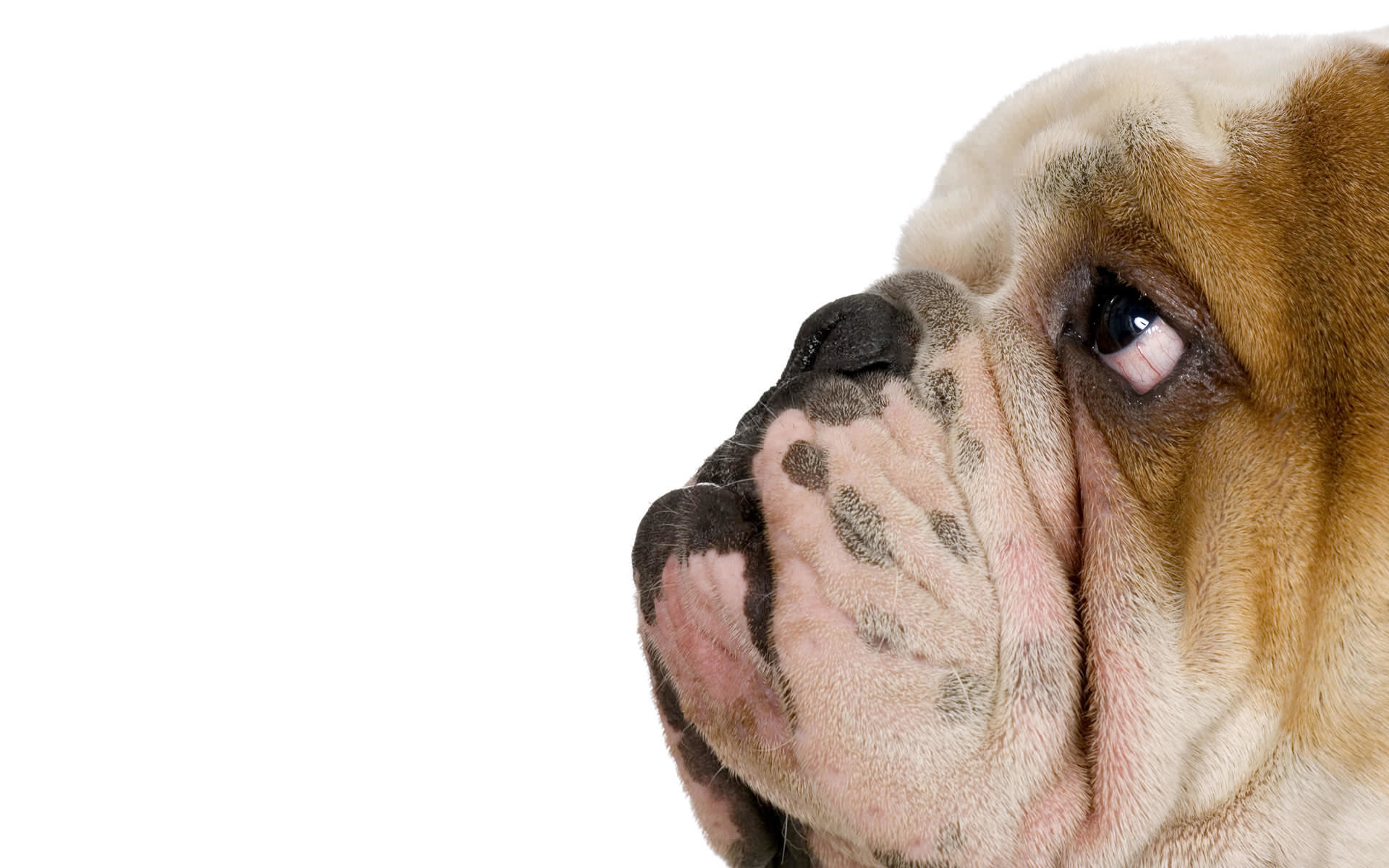 Wallpaper Animal Dog Ugly