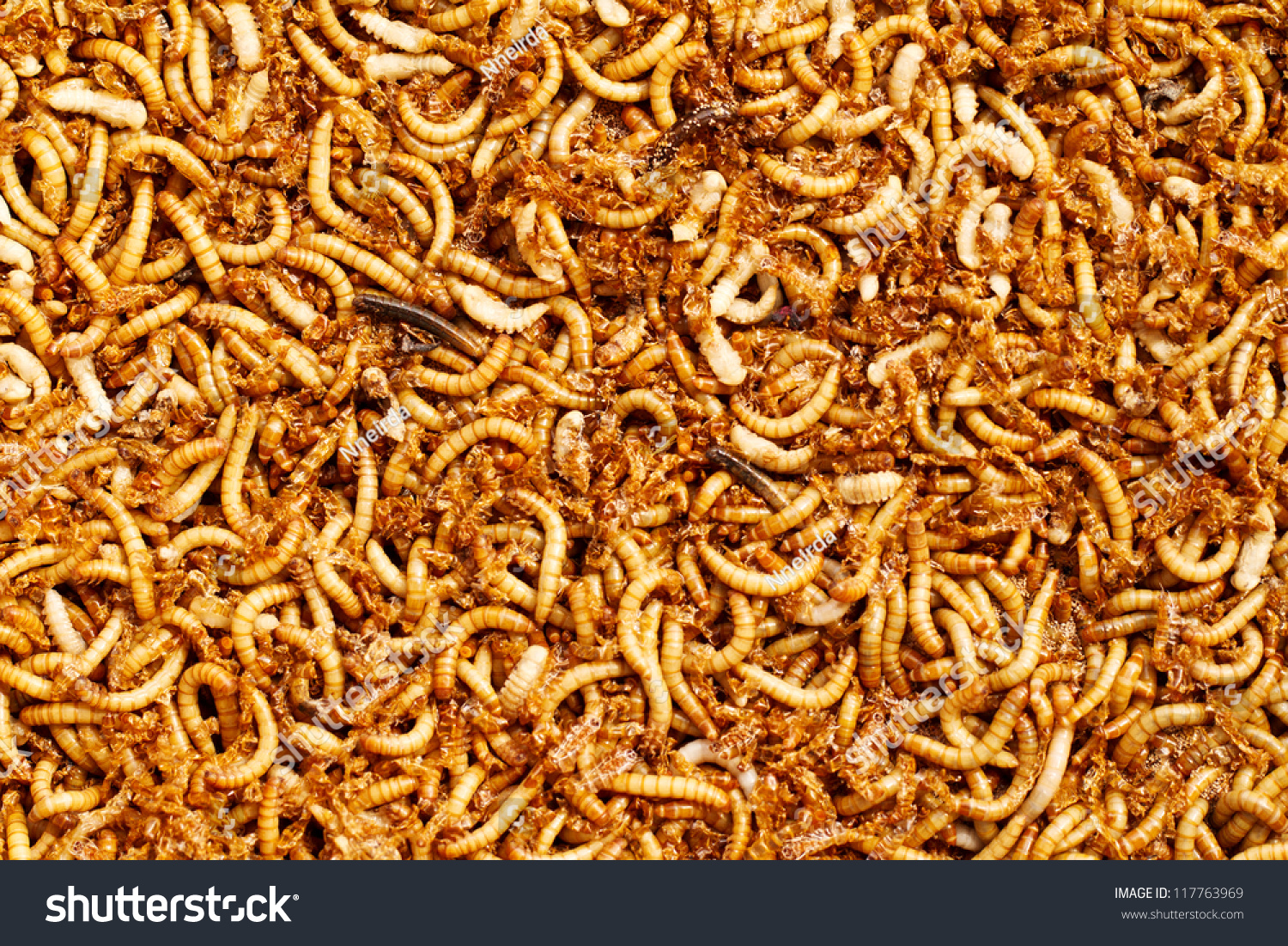 Many Ugly Worms Background Stock Photo Edit Now