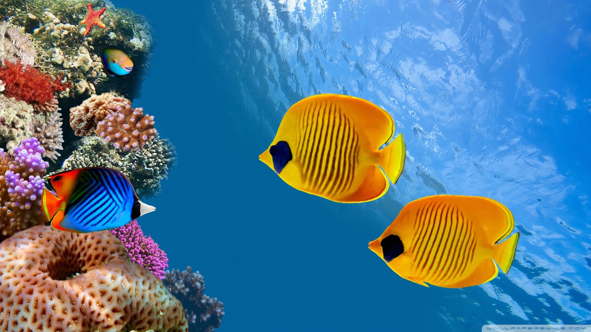 Tropical Fish Wallpaper Related Keywords Amp Suggestions