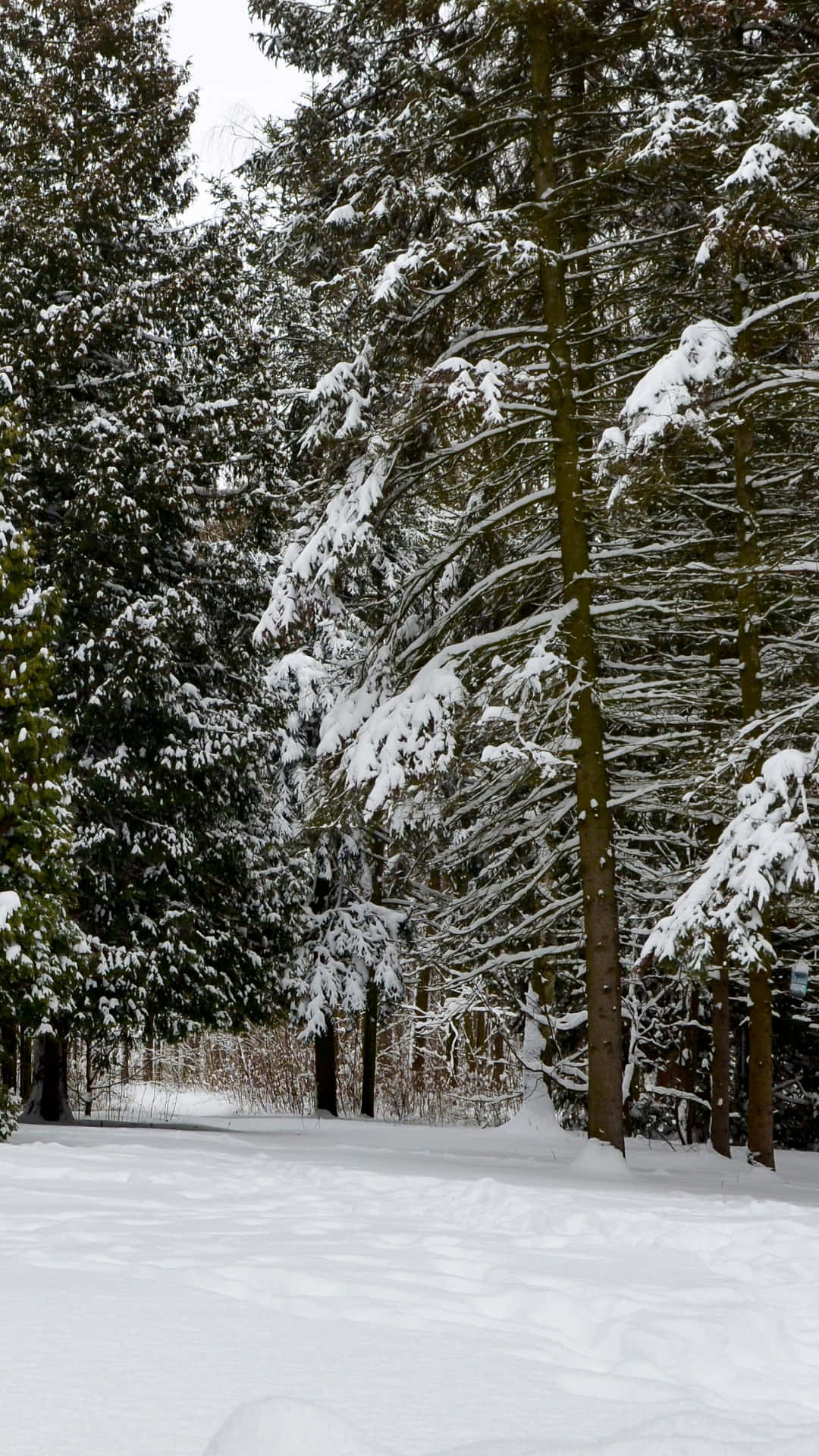 Winter Forest Phone Wallpaper