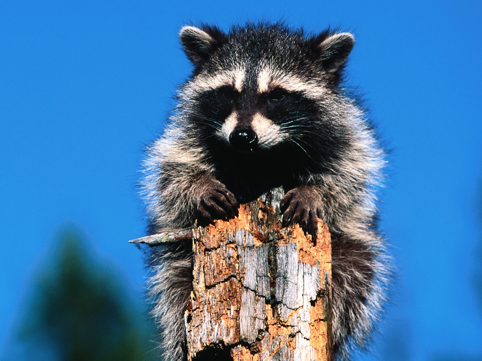 Not Again Raccoon On Tree Pictures Jpg Animals Wallpaper Best Photos