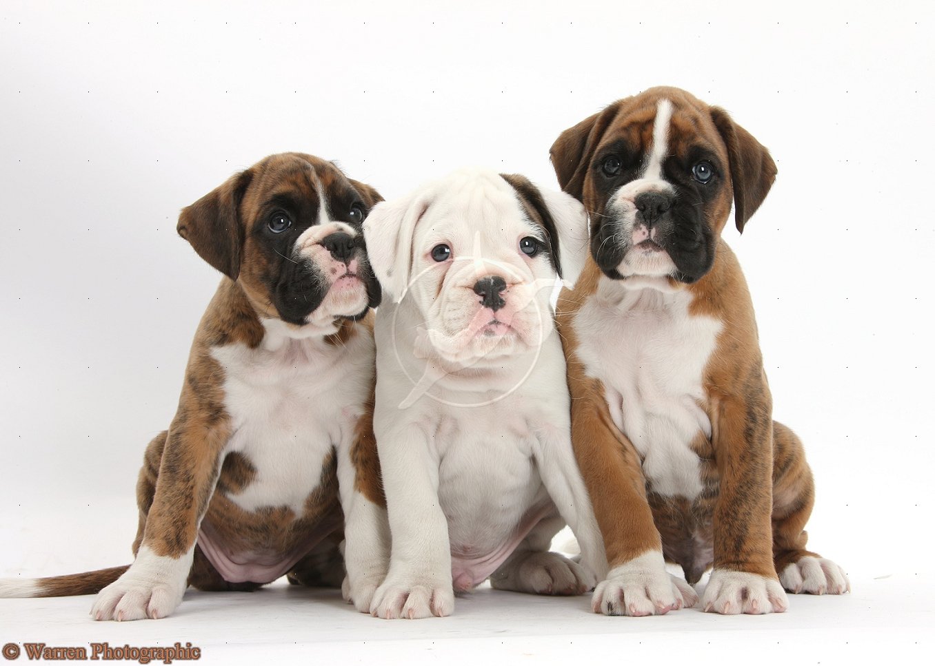 Three Boxer Puppies Sitting White Background Cute