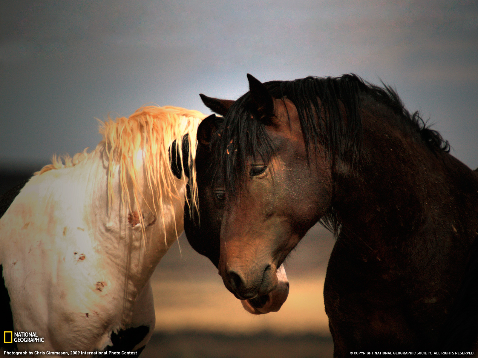 Wild Stallions Photo Wyoming Wallpaper National Geographic Of