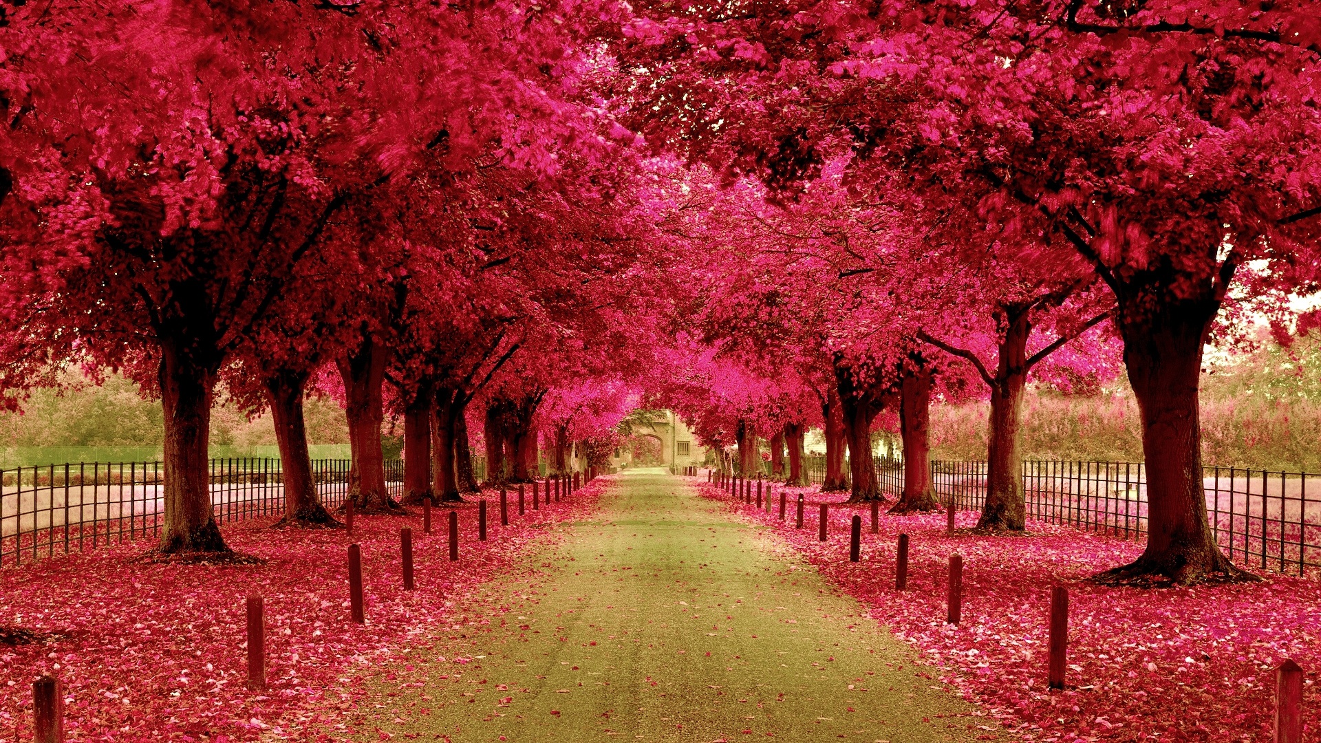 Pink Spring Trees Hd Images HD Wallpapers Beautiful Photography Nature ...