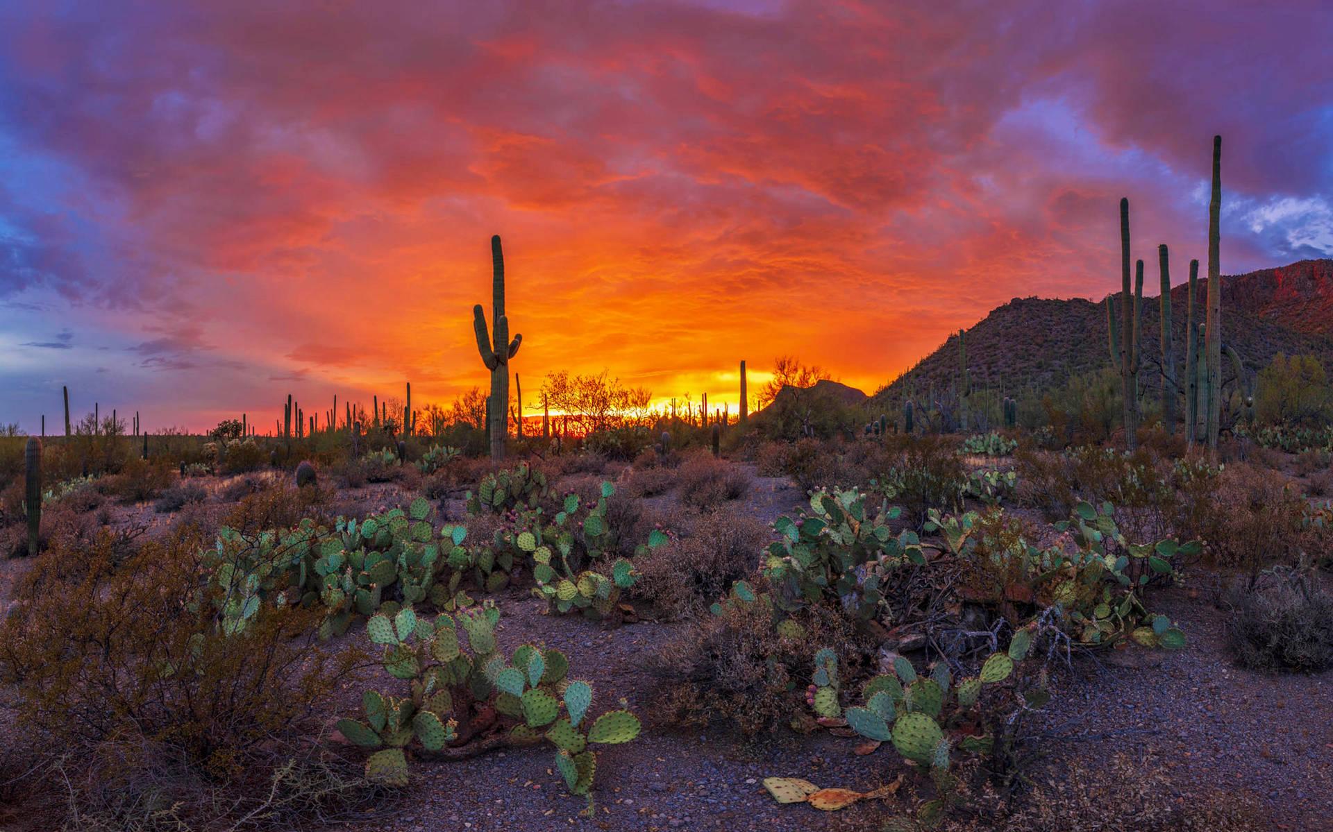Download Fiery Sunset Arizona Desert Wallpaper