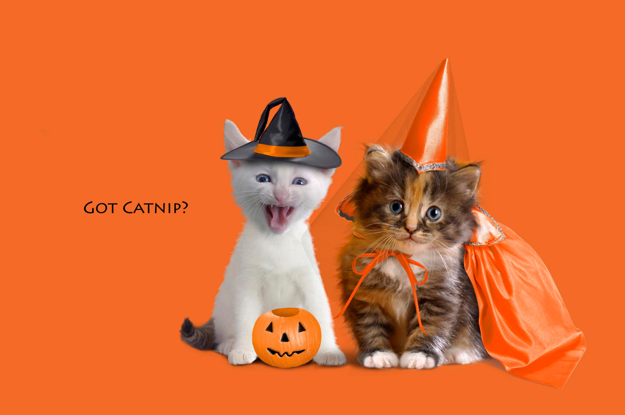 Free download Kittens dressed up for Halloween funny picsco