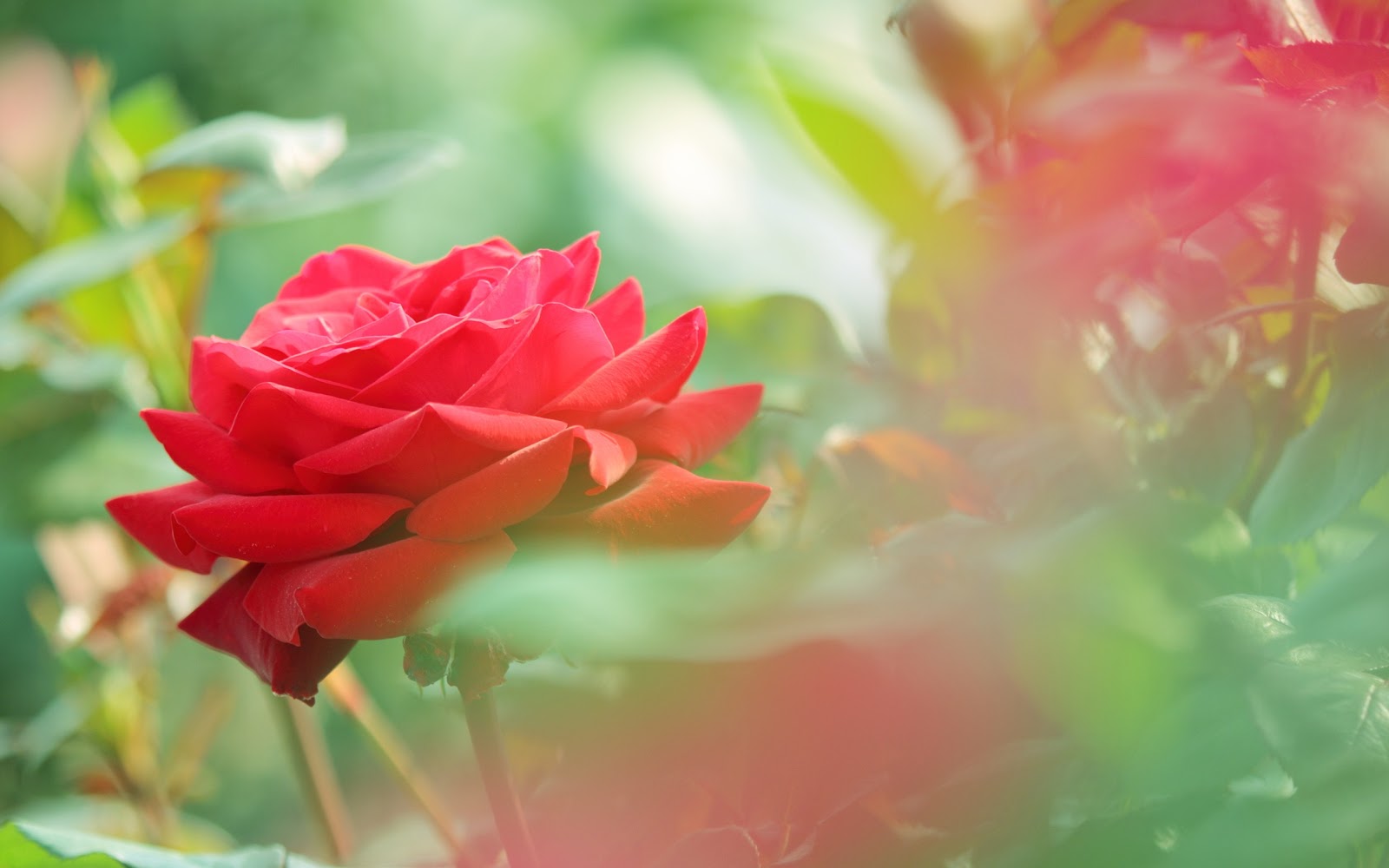 Red Rose Flower HD Wallpaper Love Romantic