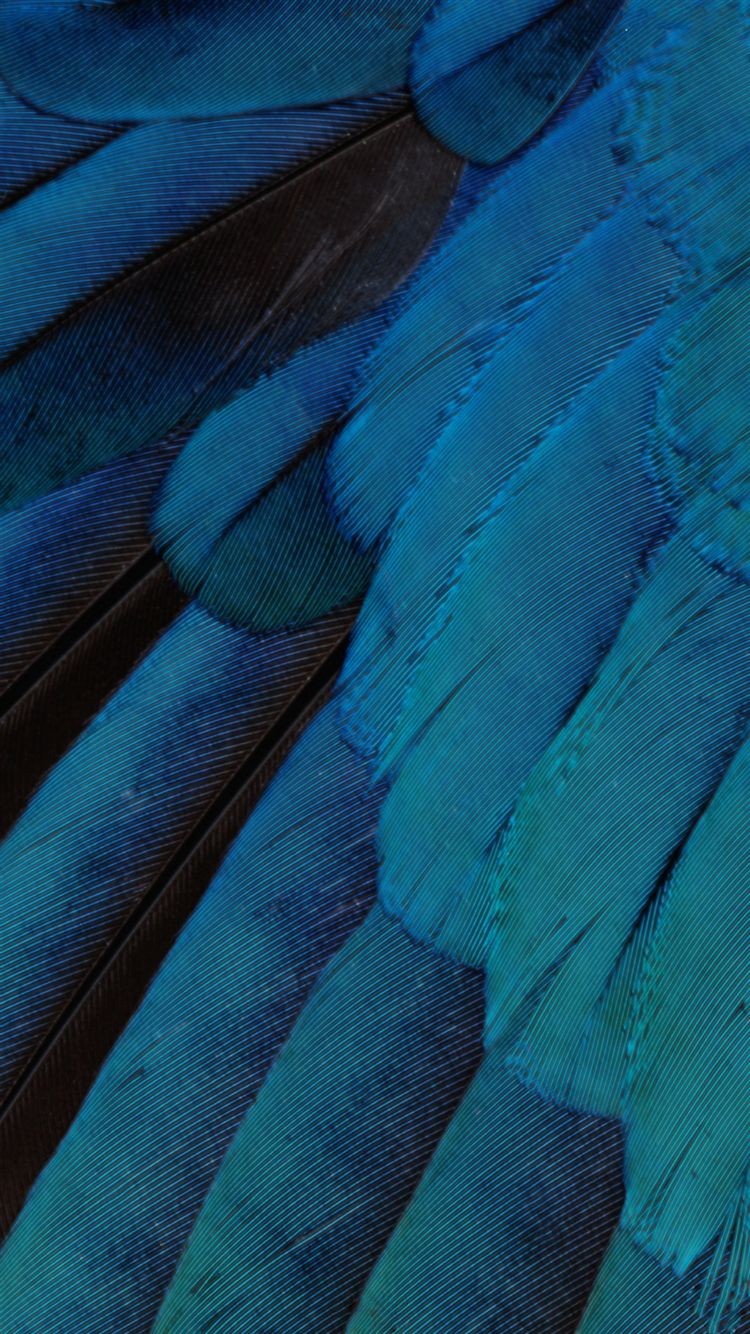 Blue Feather Pattern Art iPhone Wallpaper