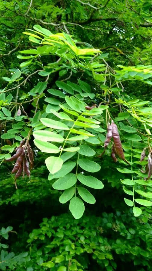 The Lush Beauty Of A Black Locust Tree Wallpaper