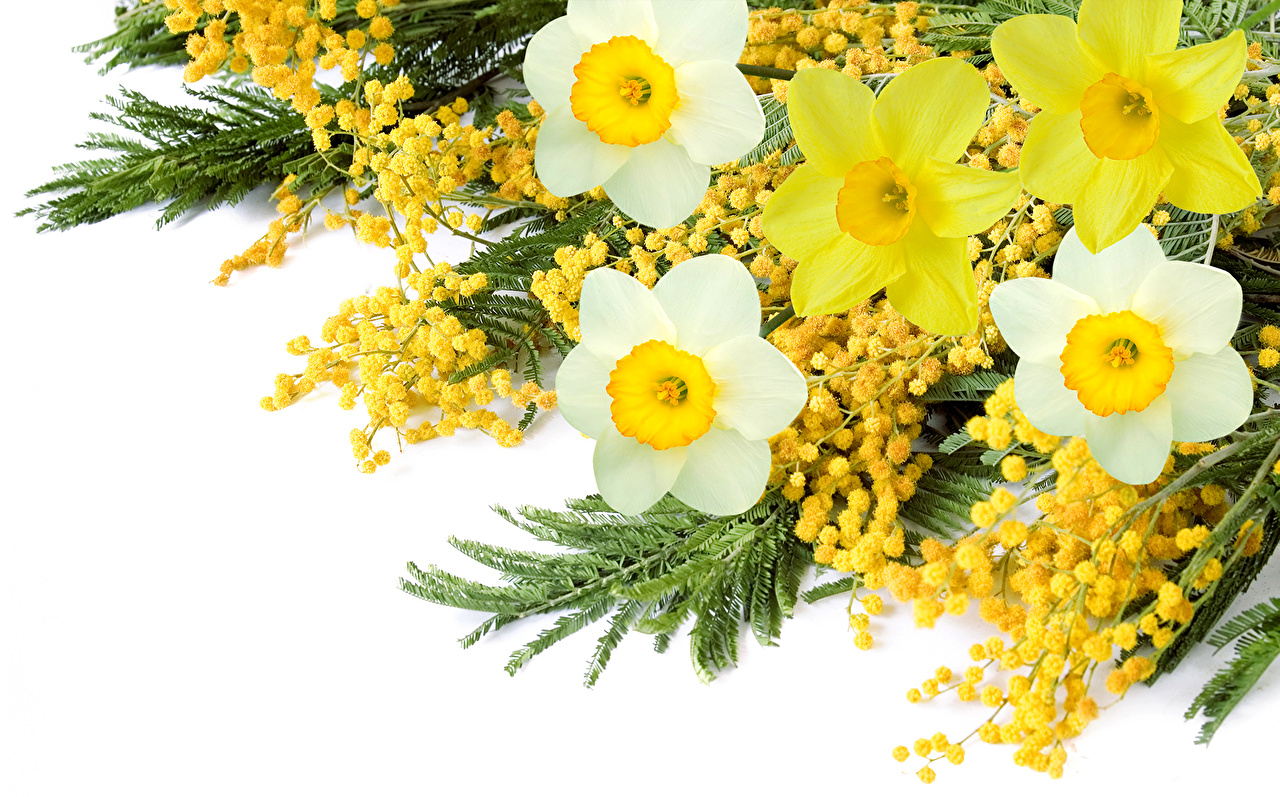 Pictures Mimosa Flowers Narcissus White Background