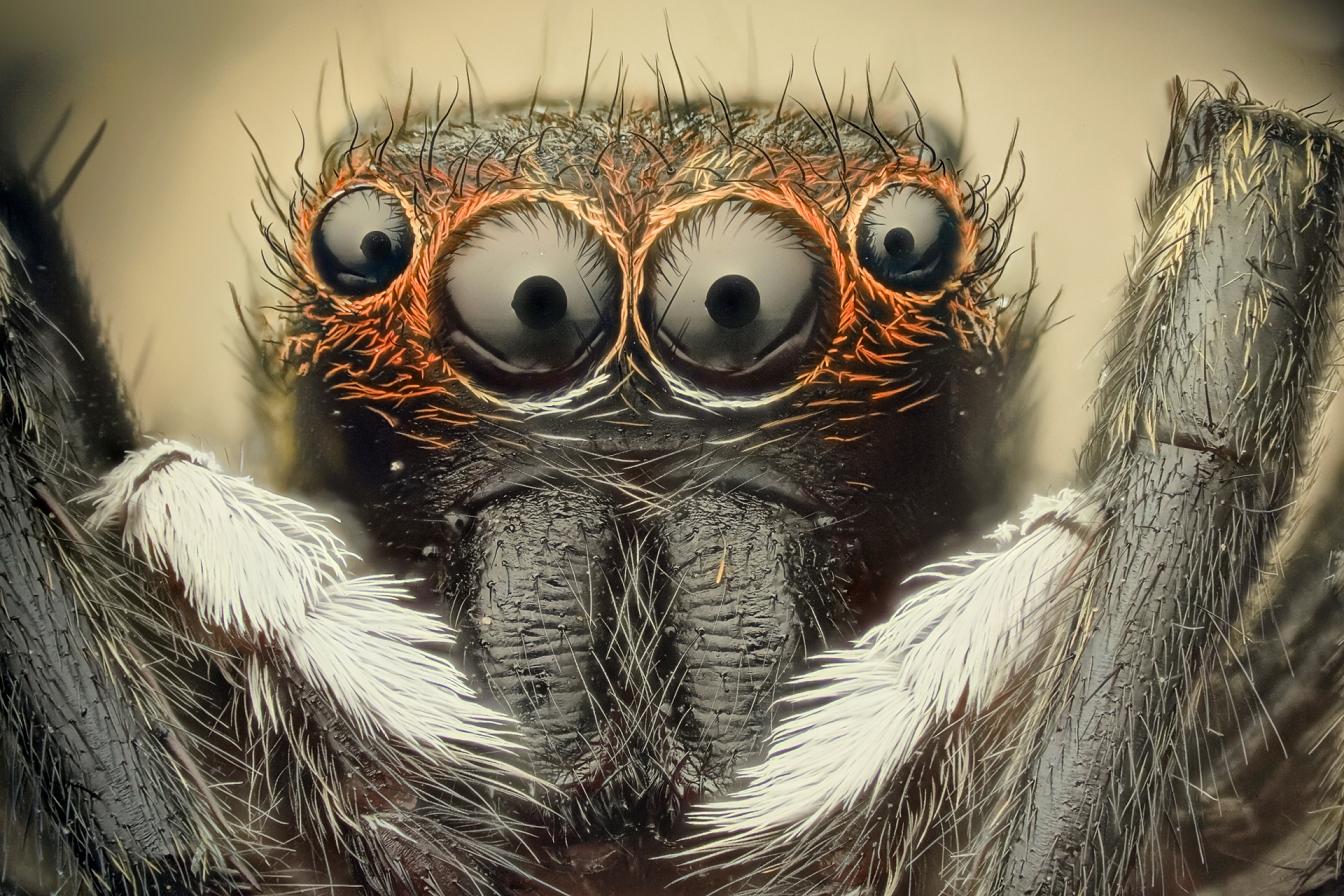 47+] Animated Spider Wallpaper - WallpaperSafari