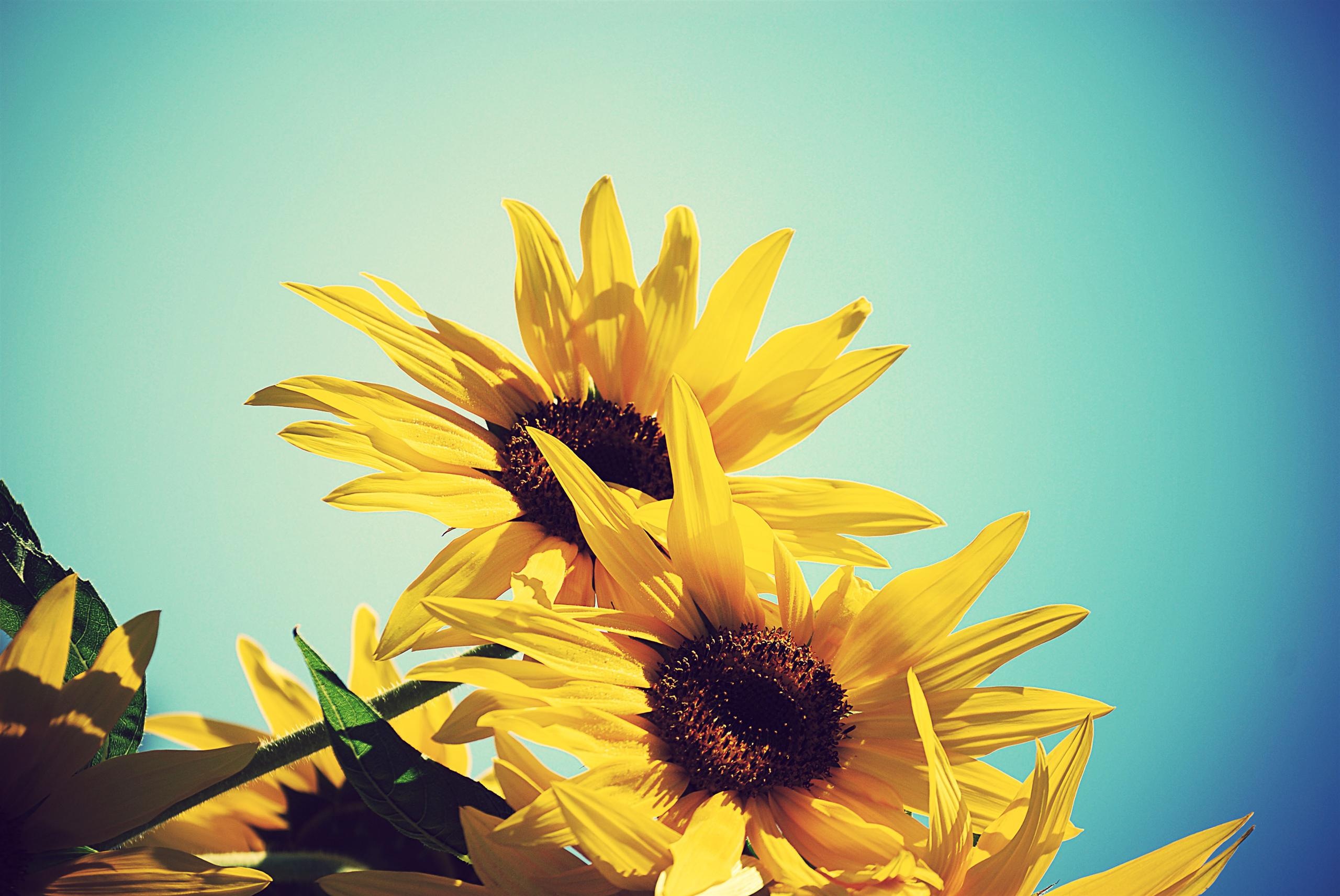 Sunflower Wallpaper HD Background