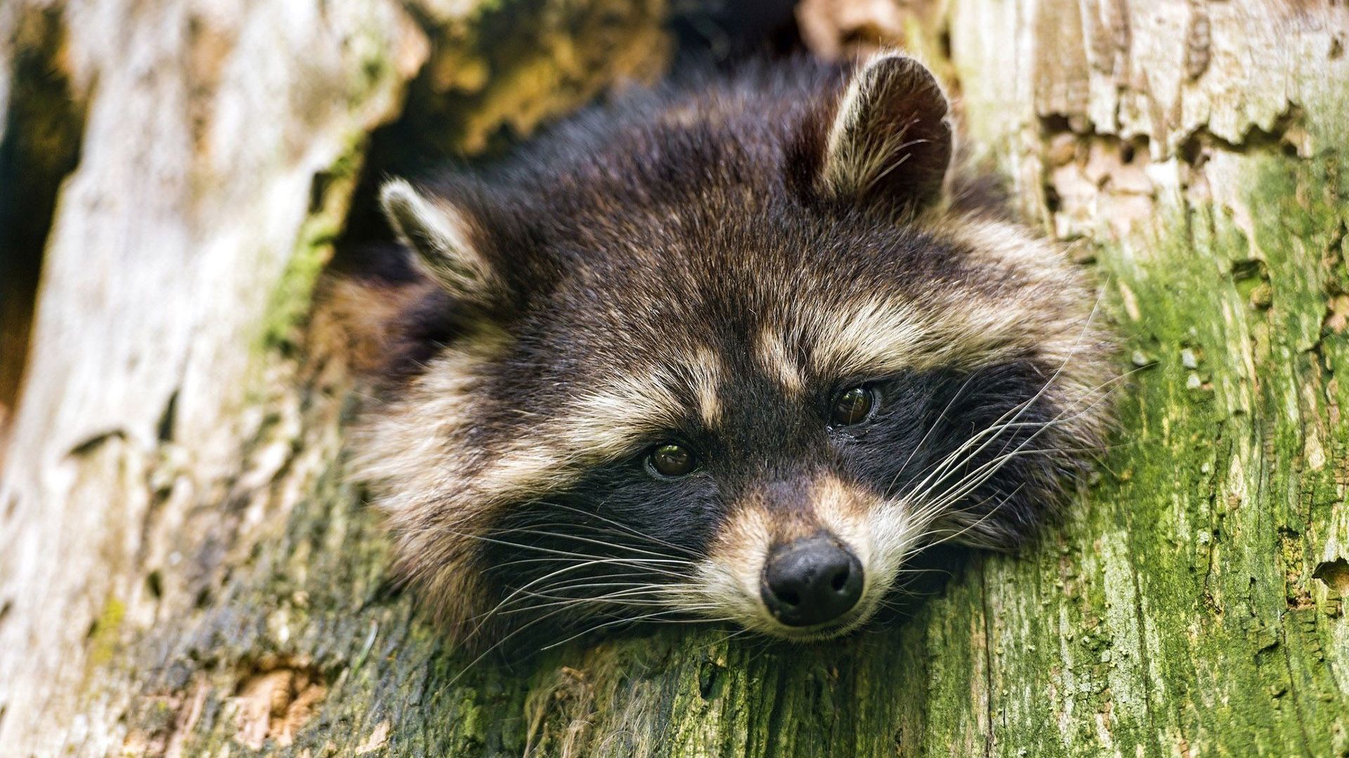 Peeking Raccoon Wallpaper