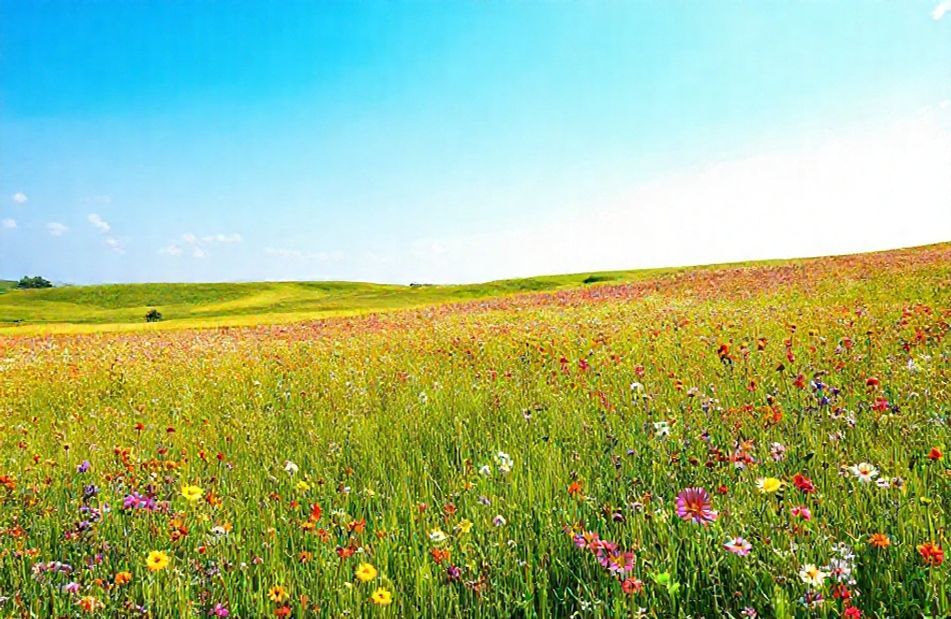 Our Beloved Summer Wallpaper