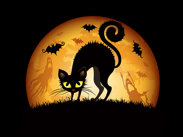 Halloween Cat Cell Phone Wallpaper Background