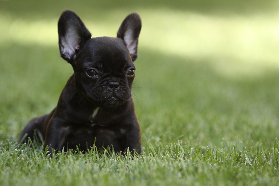 The Gallery For Pitbull French Bulldog Mix