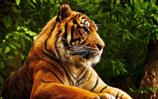 Tiger Live HD Wallpaper For Android