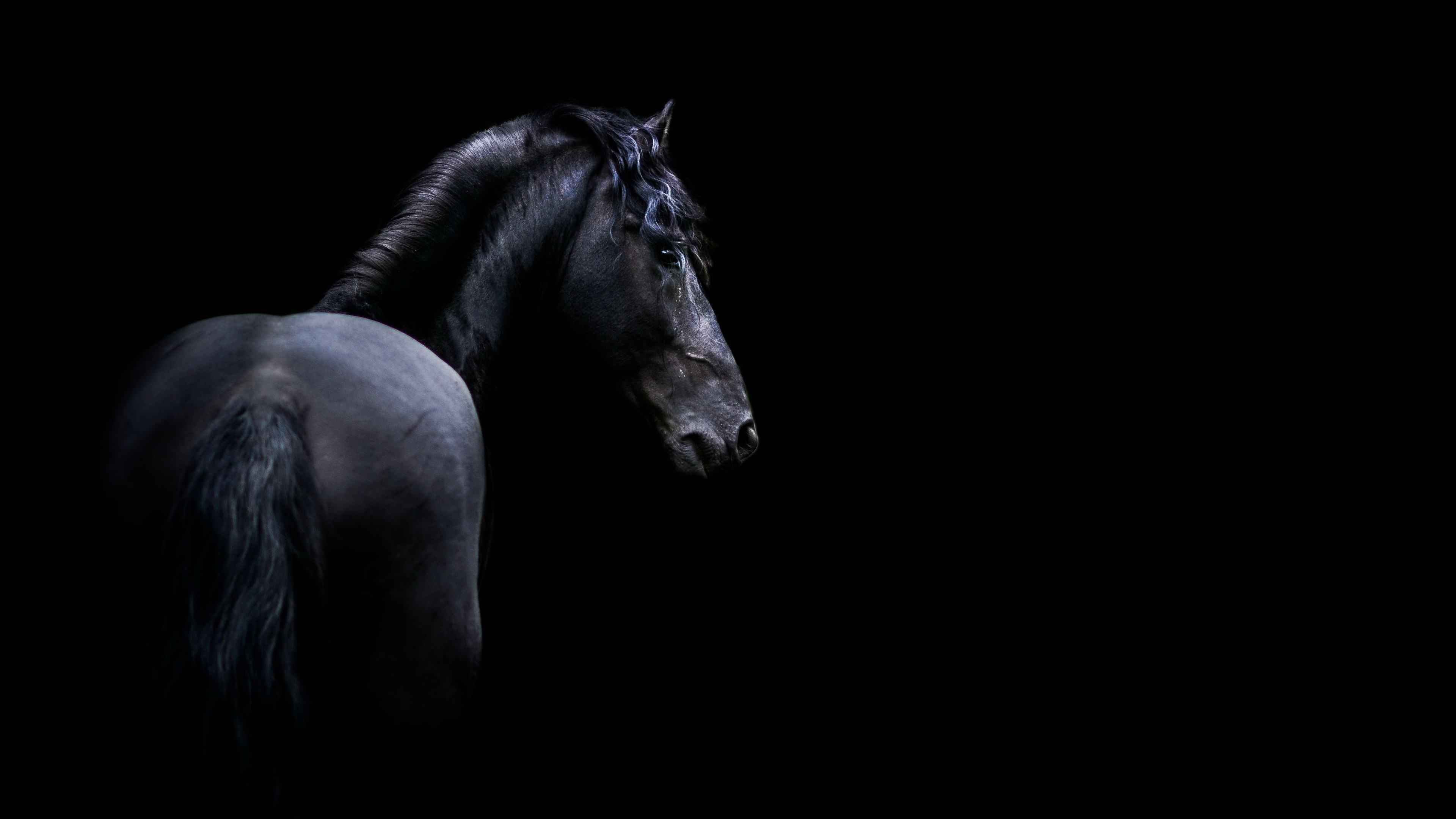 Free download Black Horse Image wallpapers Collection [3840x2160] for