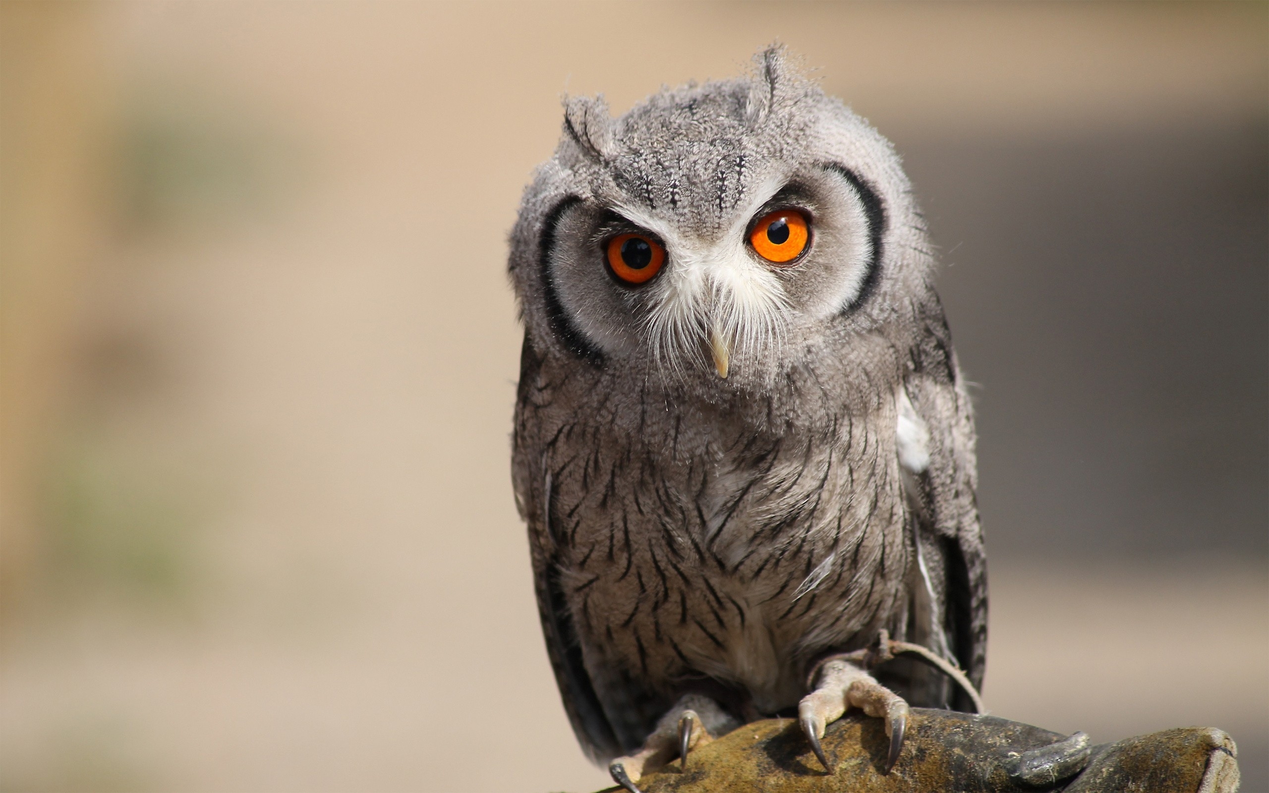 Un Hermoso B Ho Wallpaper Owl Sad HD