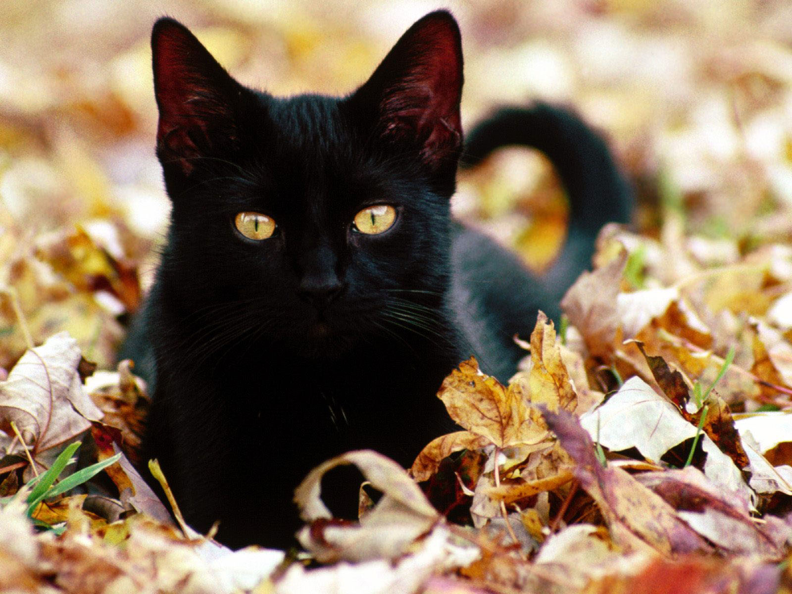 Cute Black Cat Pictures HD Wallpaper