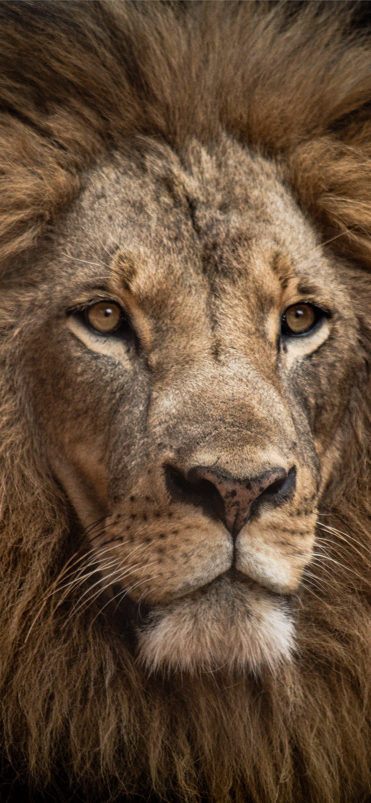 Lion In Close Up Shot iPhone Wallpaper