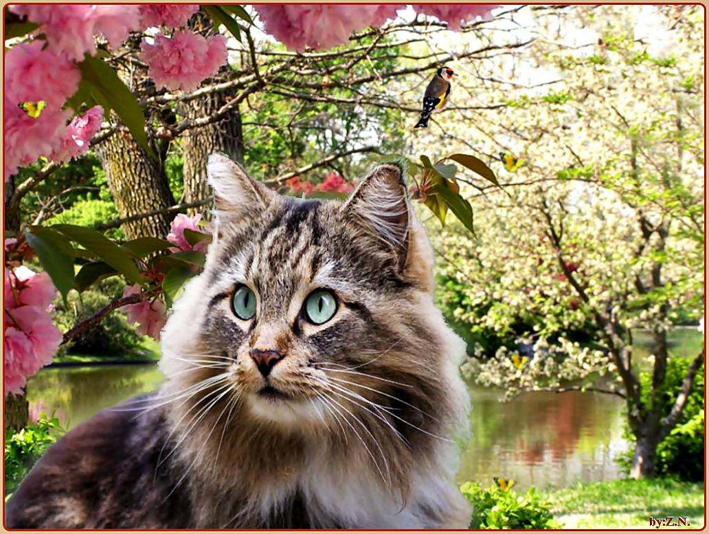Spring Wallpaper with Cats - WallpaperSafari