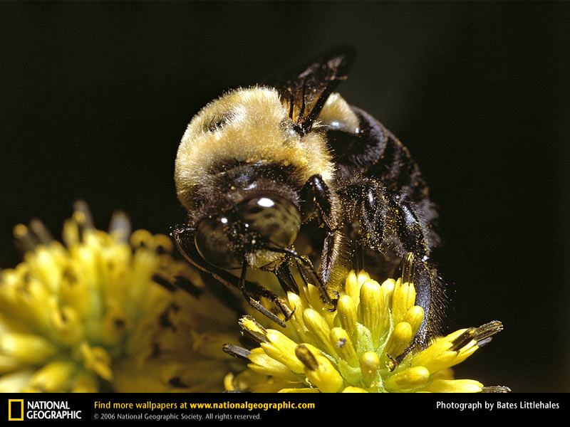 Desktop Wallpaper Animals National