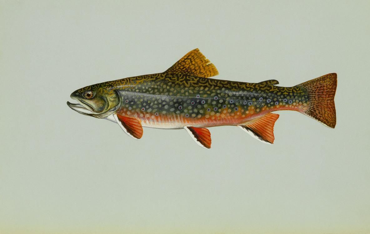 FileBrook trout freshwater fishjpg   Wikimedia Commons 1184x750