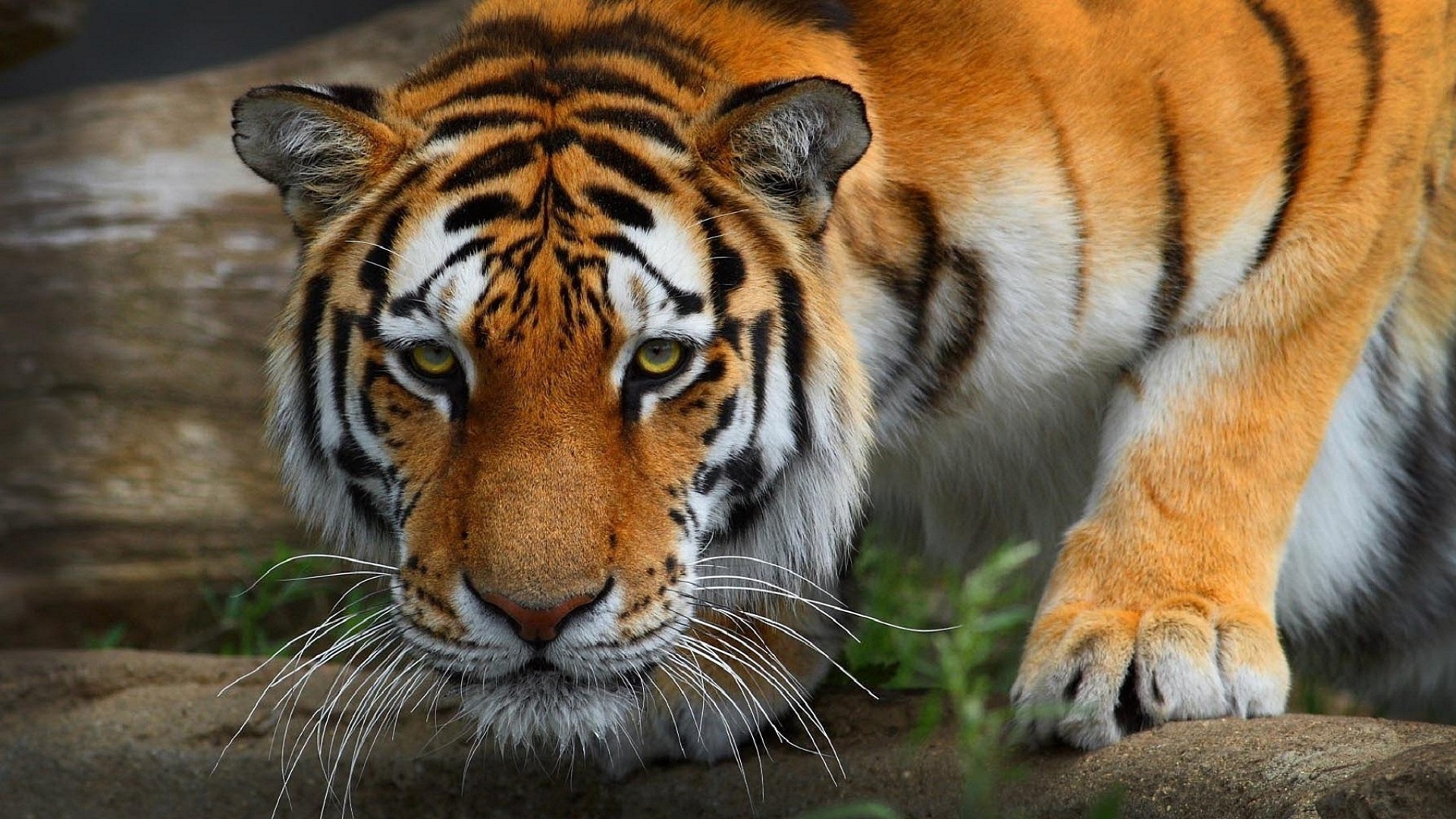 Wallpaper Tiger Wild Cat Predator Full Hd 1080p