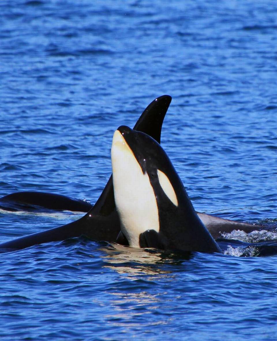 Whale Watching Puget Sound Pc Android iPhone And iPad Wallpaper
