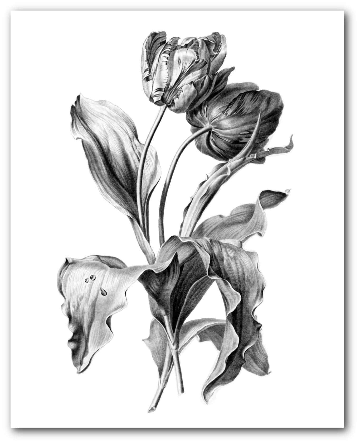 Black And White Drawings X Wallpaper